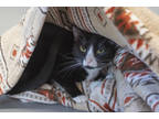 Adopt Bashful a All Black Domestic Shorthair / Domestic Shorthair / Mixed cat in