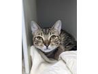 Adopt Prudence 428-24 a Brown Tabby Domestic Shorthair / Mixed Breed (Medium) /
