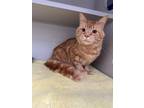 Adopt Dillon a Orange or Red Domestic Shorthair / Domestic Shorthair / Mixed cat