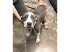 Adopt Fig a Gray/Blue/Silver/Salt & Pepper Terrier (Unknown Type