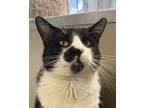Adopt Crowley a All Black Domestic Shorthair / Domestic Shorthair / Mixed cat in