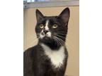 Adopt Vince a All Black Domestic Shorthair / Domestic Shorthair / Mixed cat in