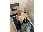 Adopt Slurpee a Tan/Yellow/Fawn American Pit Bull Terrier / Mixed dog in Newport
