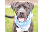 Adopt Bangey a Gray/Blue/Silver/Salt & Pepper Terrier (Unknown Type