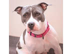 Adopt Princess a Gray/Blue/Silver/Salt & Pepper Terrier (Unknown Type