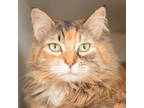Adopt Gigi a All Black Domestic Mediumhair / Domestic Shorthair / Mixed cat in