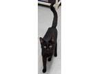 Adopt Whiskers a All Black Domestic Shorthair / Domestic Shorthair / Mixed cat