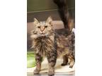 Adopt Chewy a Brown Tabby Domestic Longhair / Mixed Breed (Medium) / Mixed