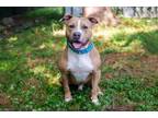 Adopt Ace a Terrier (Unknown Type, Small) / Mixed Breed (Medium) / Mixed dog in