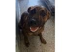 Adopt Ruby a Brindle Black Mouth Cur dog in Shawnee, OK (41409130)