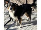 Adopt Dan a Tricolor (Tan/Brown & Black & White) Australian Shepherd dog in