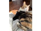 Adopt Olive a Calico or Dilute Calico Domestic Shorthair / Mixed (short coat)