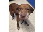 Adopt Sutton a Brown/Chocolate Labrador Retriever / Mixed Breed (Medium) / Mixed