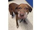 Adopt Sutton a Brown/Chocolate Labrador Retriever / Mixed dog in Jackson