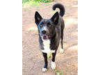 Adopt Hammer K9 12-13-23 a Black Border Collie / Husky / Mixed dog in San