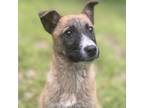 Adopt Gumbo a Tan/Yellow/Fawn - with Black Shepherd (Unknown Type) / Black Mouth