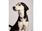 Adopt Cash a Husky / Mixed dog in Shreveport, LA (39810796)