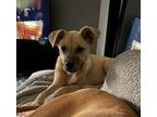 Adopt Lennon a Tan/Yellow/Fawn - with Black Anatolian Shepherd / Black Mouth Cur