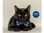 Adopt CHARLES (Very Clever) a All Black Domestic Shorthair (short coat) cat in