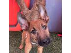 Adopt Houston a Brown/Chocolate - with Black Irish Terrier / Mixed Breed (Small)
