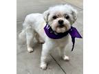 Adopt Scouty Bean a White Havanese / Terrier (Unknown Type