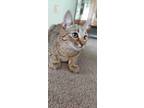 Adopt Seras a Tan or Fawn Tabby American Bobtail / Mixed (short coat) cat in