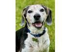 Adopt BOOMER! a Tricolor (Tan/Brown & Black & White) Beagle / Mixed dog in