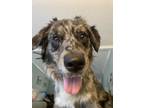 Adopt Olive a Brindle - with White Australian Shepherd / Golden Retriever /