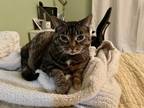 Adopt Snickers - Available In Foster a Brown Tabby Domestic Shorthair / Mixed