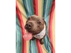 Adopt Achillies a Gray/Blue/Silver/Salt & Pepper American Pit Bull Terrier /