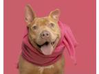 Adopt Fauna a Tan/Yellow/Fawn American Pit Bull Terrier / Mixed dog in