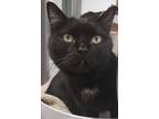 Adopt Millerd a All Black Domestic Shorthair / Domestic Shorthair / Mixed cat in