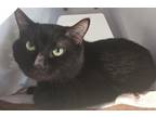 Adopt Gus a All Black Domestic Shorthair / Domestic Shorthair / Mixed cat in