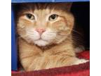 Adopt Cosmo a Orange or Red Domestic Shorthair / Domestic Shorthair / Mixed cat