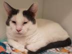 Adopt Dawson a White Domestic Shorthair / Domestic Shorthair / Mixed cat in