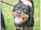 Adopt Dixie~s23/24-0212 a Black Rottweiler / Mixed dog in Bangor, ME (39575363)