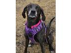 Adopt Darla~s22/23-0236 a Brindle Hound (Unknown Type) / Mixed dog in Bangor