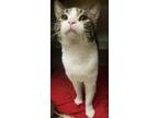 Adopt Rupert a White Domestic Shorthair / Domestic Shorthair / Mixed cat in