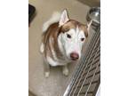 Adopt Puma a Brown/Chocolate Husky / Mixed dog in Newport News, VA (41408810)