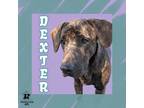 Adopt Dexter a Black Mixed Breed (Medium) / Mixed Breed (Medium) / Mixed (short