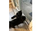 Adopt William & Gracie a All Black Bombay / Mixed (medium coat) cat in Whittier