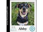 Adopt Abby 110423 a Black - with Tan, Yellow or Fawn Black and Tan Coonhound /