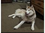 Adopt Ryder a Brown/Chocolate - with White Husky / Mixed dog in Henderson