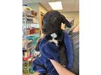 Adopt Venus a Black Mixed Breed (Medium) / Mixed dog in Kalamazoo, MI (41398299)