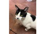 Adopt Dotty a Black & White or Tuxedo Domestic Shorthair (short coat) cat in
