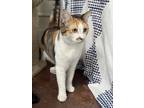 Adopt Charlotte a Calico or Dilute Calico Calico (short coat) cat in VENTURA