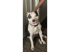 Adopt Benz a Gray/Silver/Salt & Pepper - with White American Pit Bull Terrier /