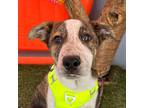 Adopt Mulder a Brindle - with White Cattle Dog / Labrador Retriever / Mixed dog