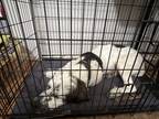 Adopt Palauche a White - with Black Great Pyrenees / Mixed dog in Culpeper
