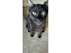 Adopt Coal a All Black Domestic Shorthair cat in Sharpsburg, GA (41408786)